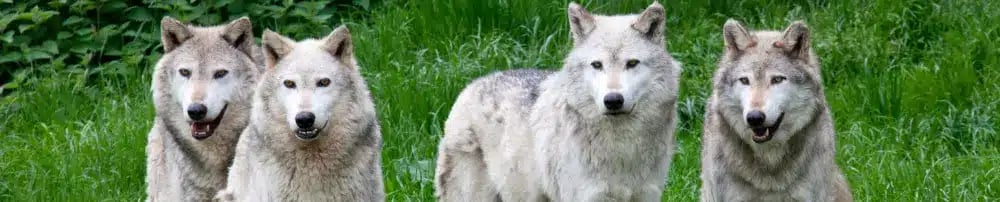 free real estate courses, Here’s a glimpse at what you’ll learn inside The Wolf Pack Hub