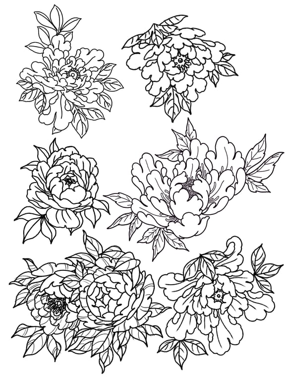 Peony Collection: A Floral Journey