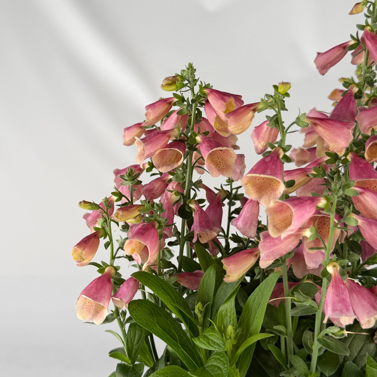 Naparstnica Arctic Fox Rose – bylina do cienia
