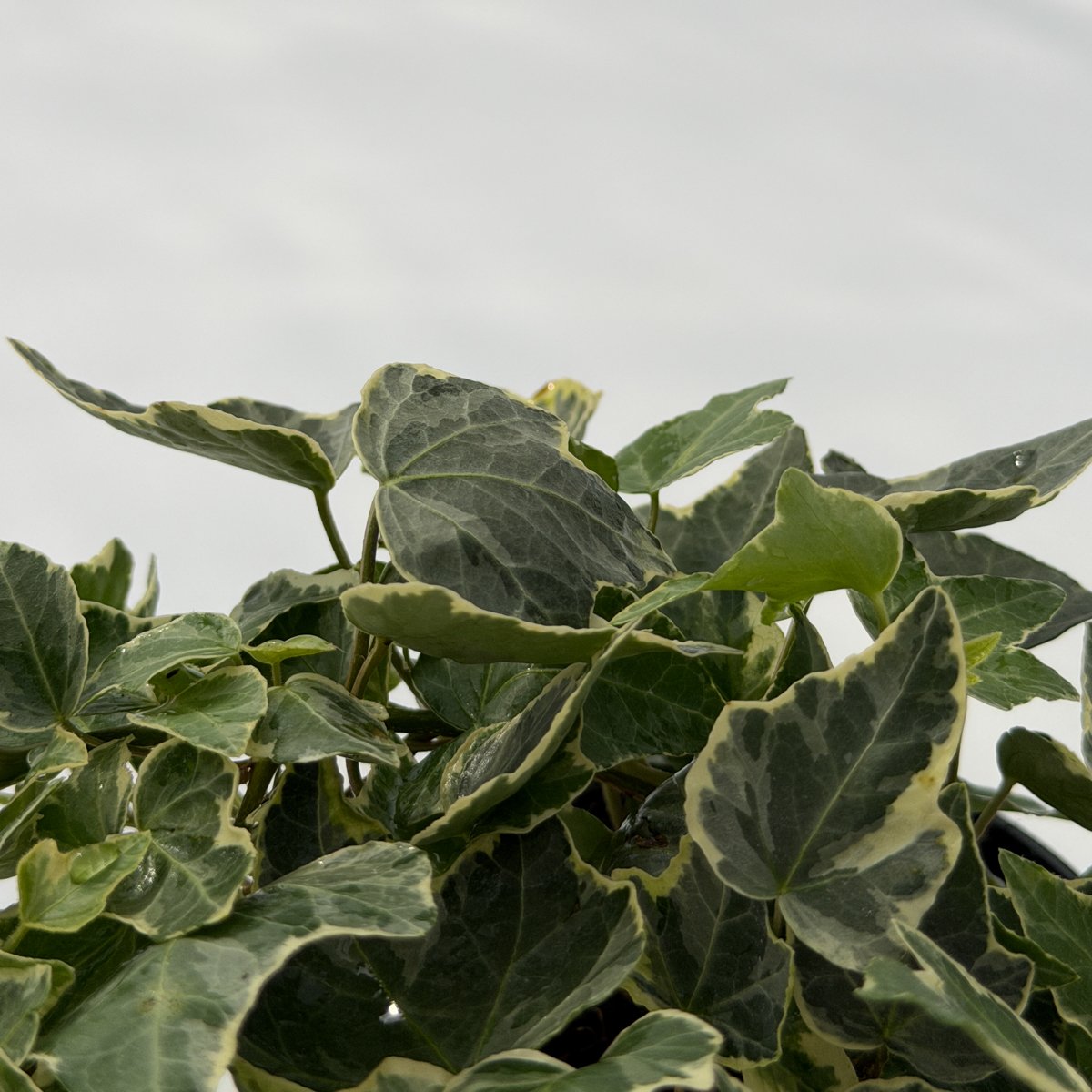 Bluszcz pstrolistny zwisający – roślina doniczkowa | Plantoris