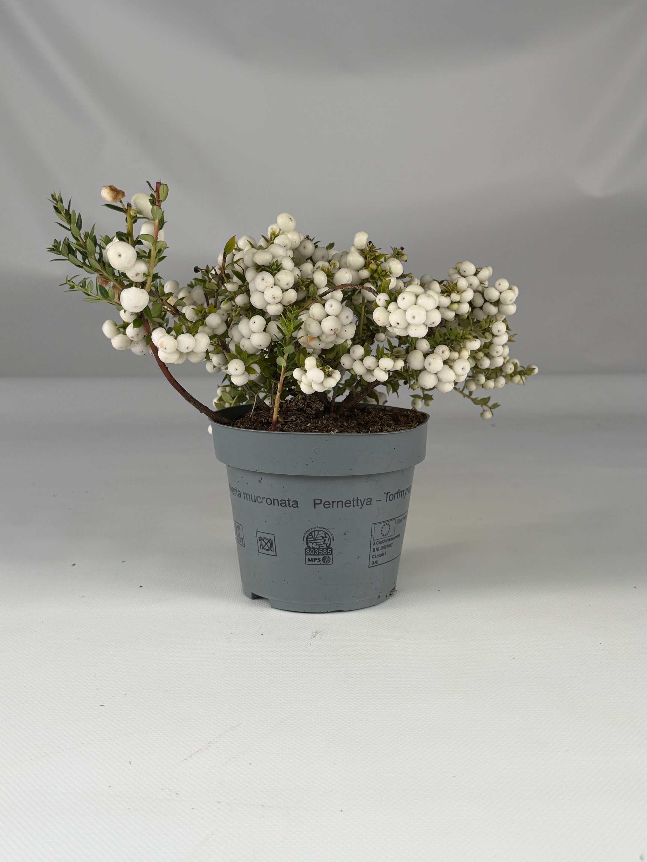 Pernettya biała (Gaultheria mucronata White) – białe jagody na zimę | Plantoris