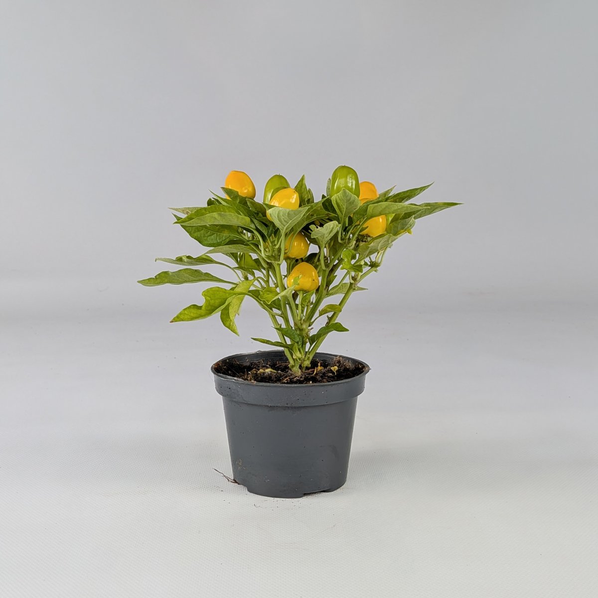 Papryka ozdobna mix kolorów – roślina balkonowa | Plantoris