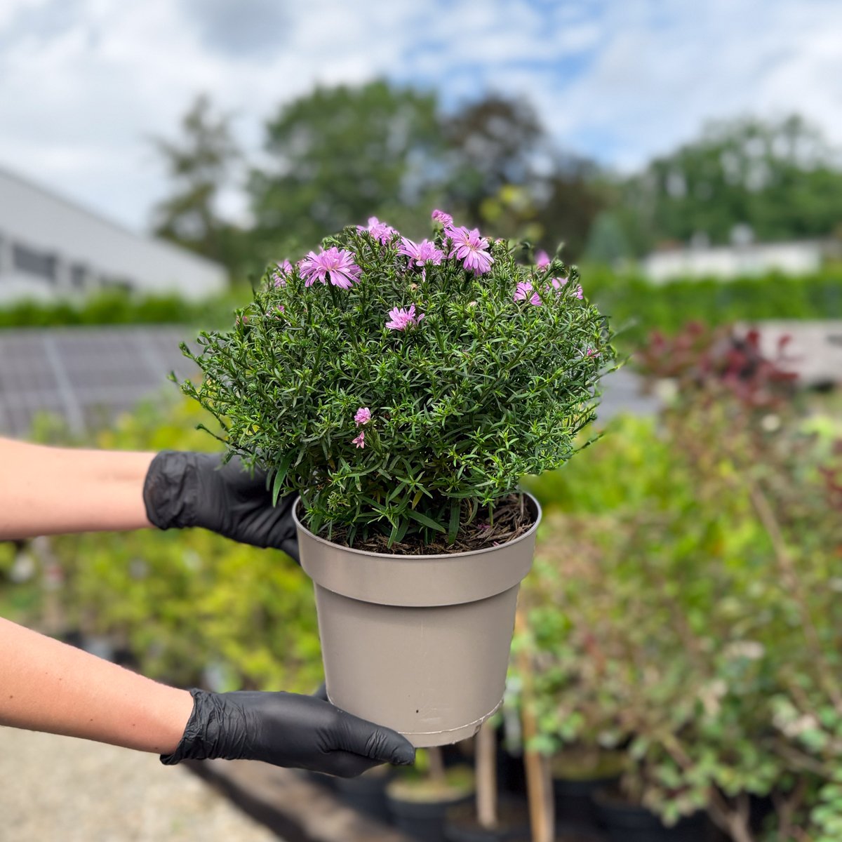 Aster ogrodowy kwitnie od sierpnia do października w gamie fioletu, różu i bieli. Roślina miododajna, mrozoodporna. Doniczka 17 cm (2 l), mix odmian.