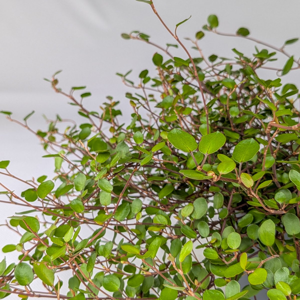 Muhlenbekia – pnącze balkonowe | Plantoris