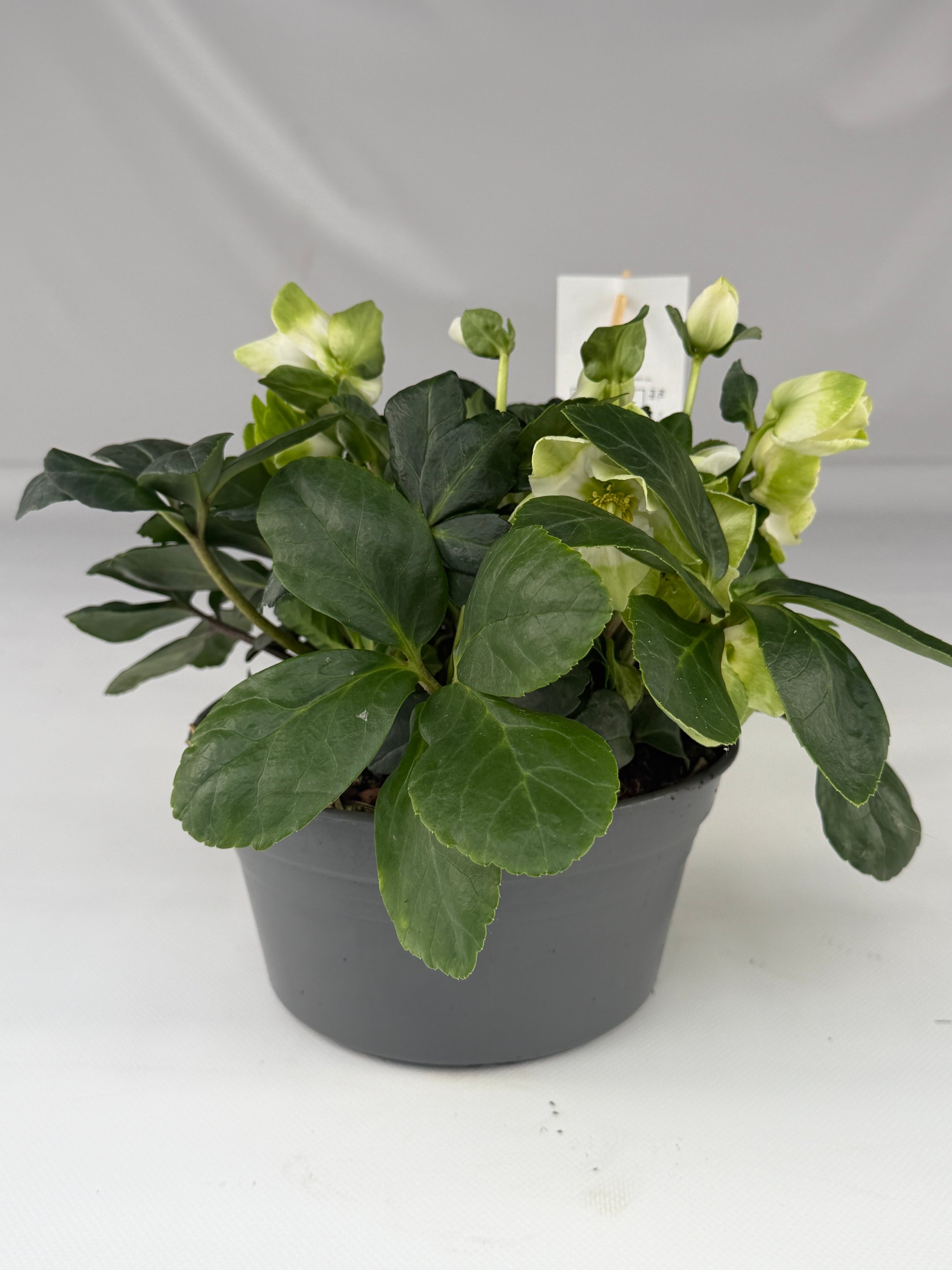 Ciemiernik Christmas Carol (Helleborus niger) – kwitnie zimą | Plantoris