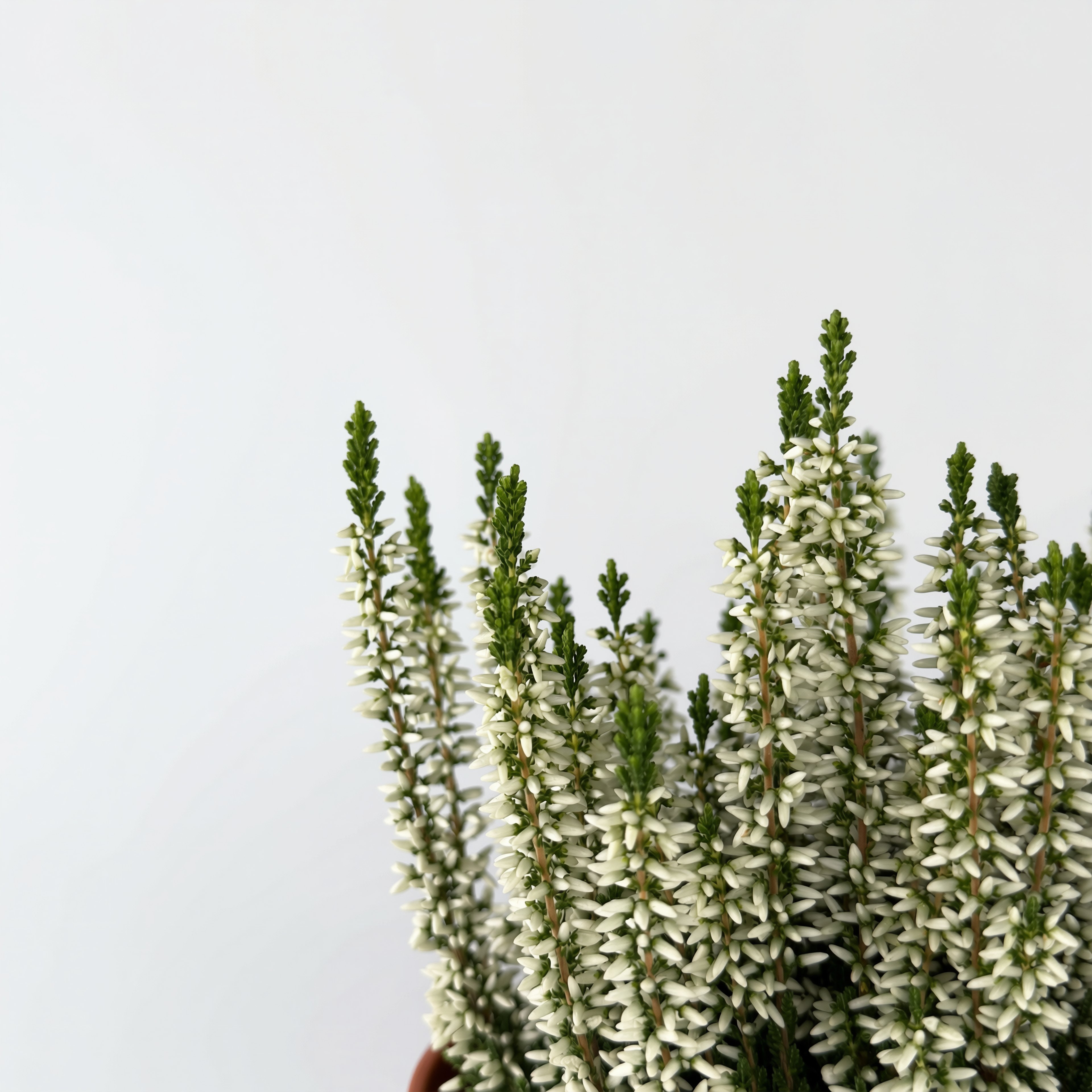 Wrzos Sabella (ciemny róż) – roślina jesienna | Plantoris