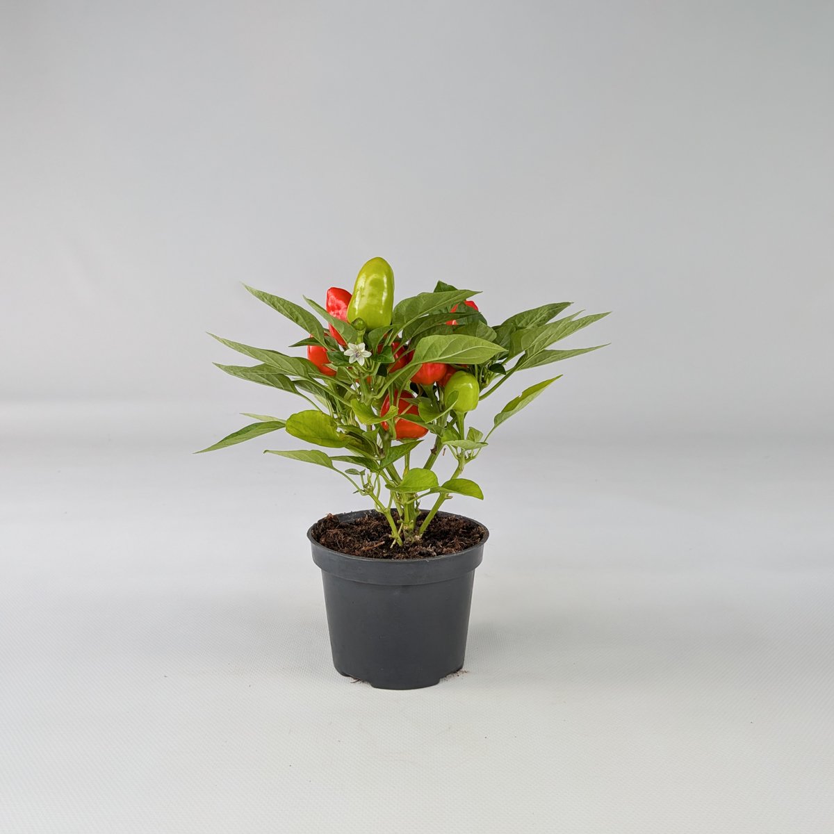 Papryka ozdobna mix kolorów – roślina balkonowa | Plantoris
