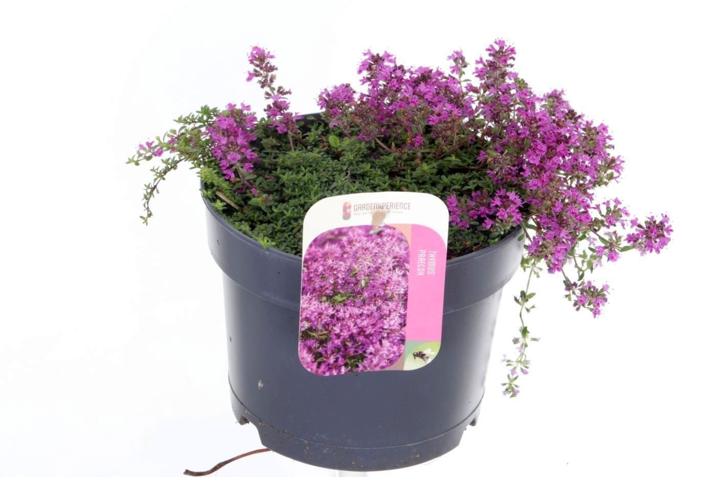 Thymus praecox Purpurteppich – macierzanka różowa | Plantoris