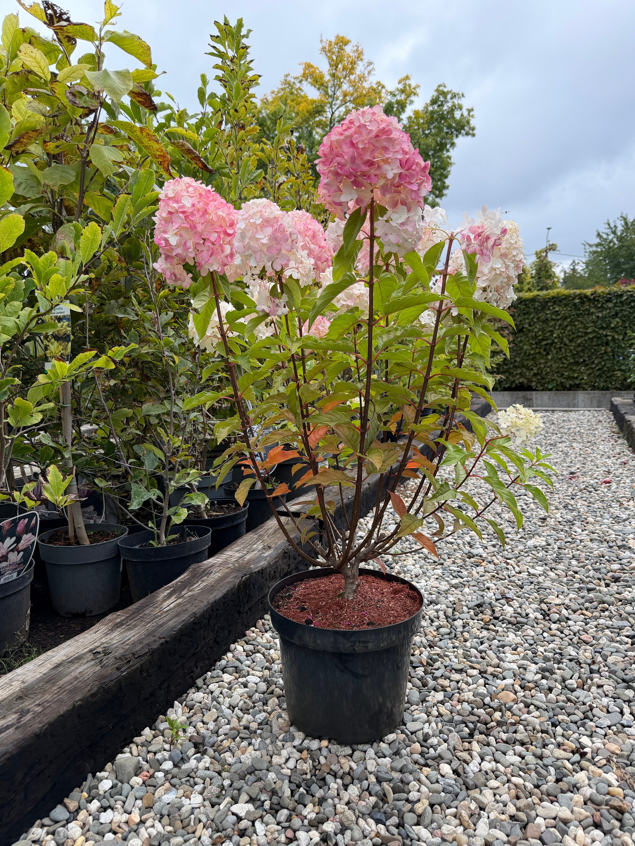 Hortensja bukietowa Living Pink and Rose