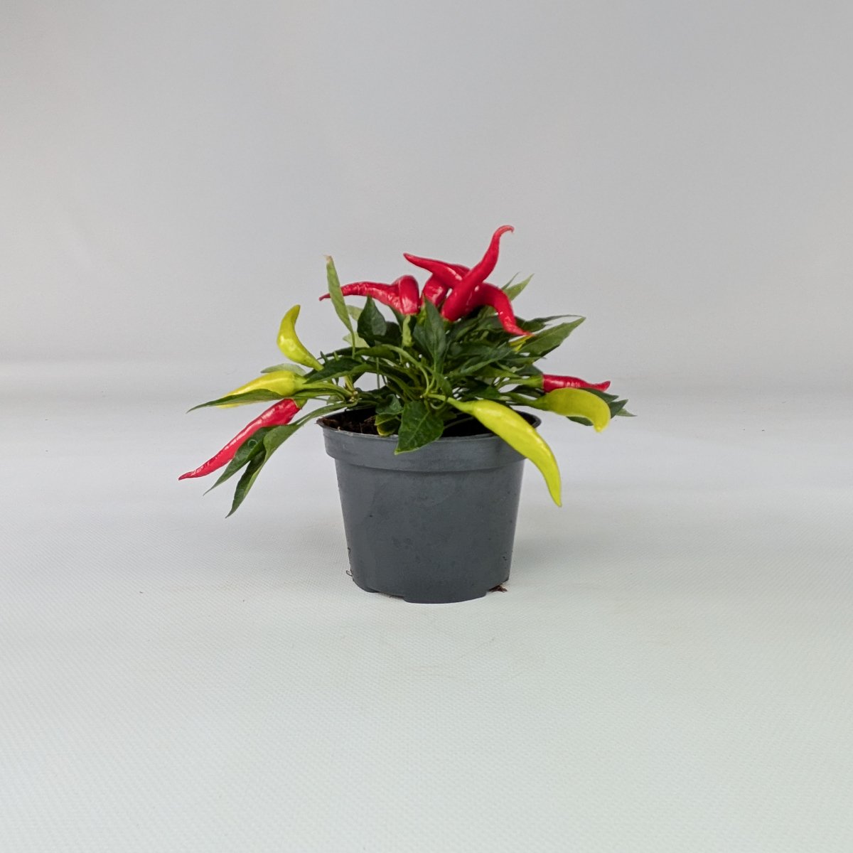Papryka ozdobna mix kolorów – roślina balkonowa | Plantoris