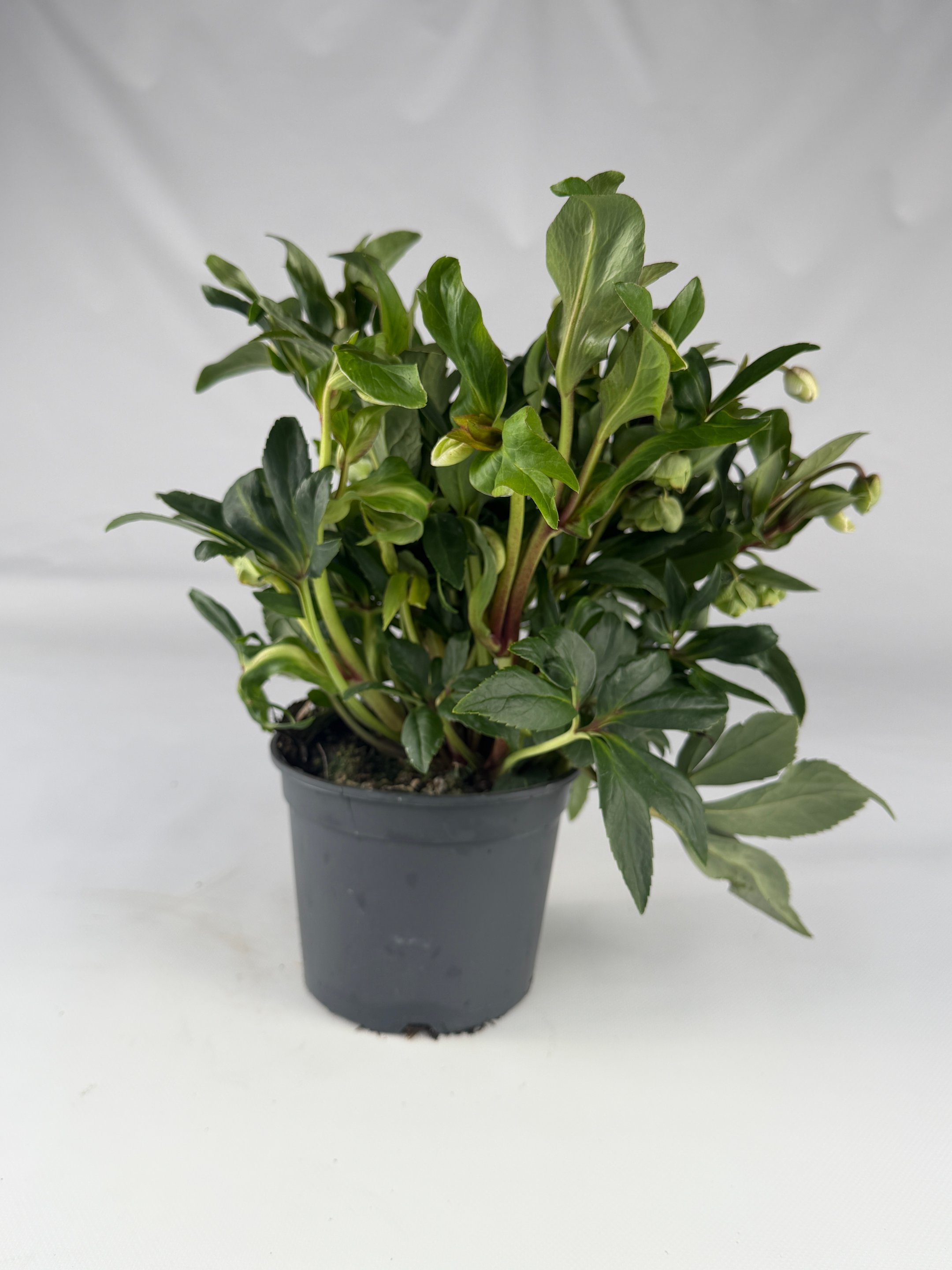 Ciemiernik Winterbells (Helleborus) – wczesne kwitnienie | Plantoris