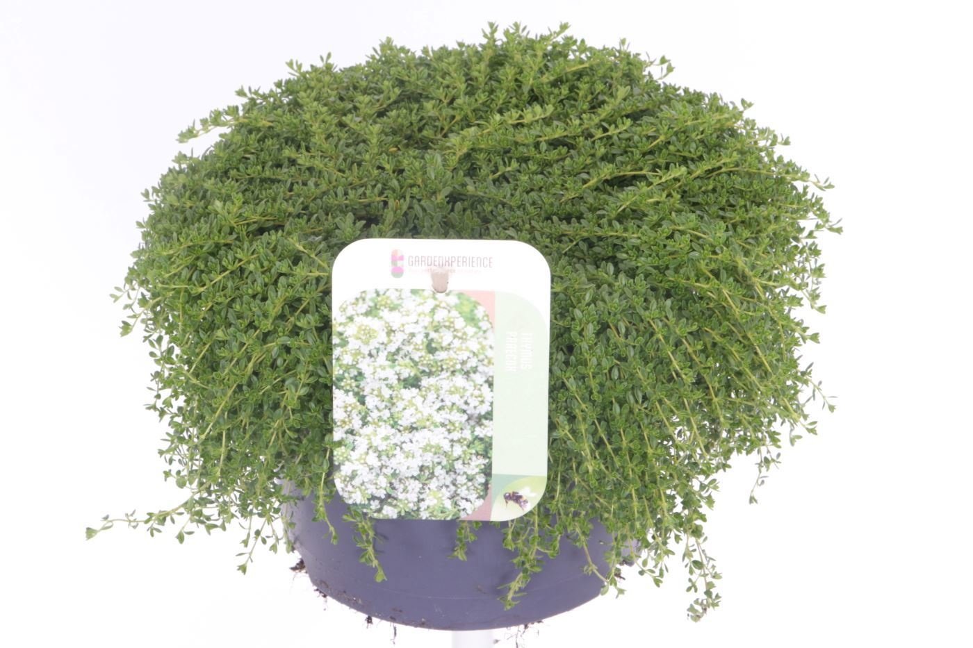 Thymus praecox Albiflorus – macierzanka biała okrywowa | Plantoris