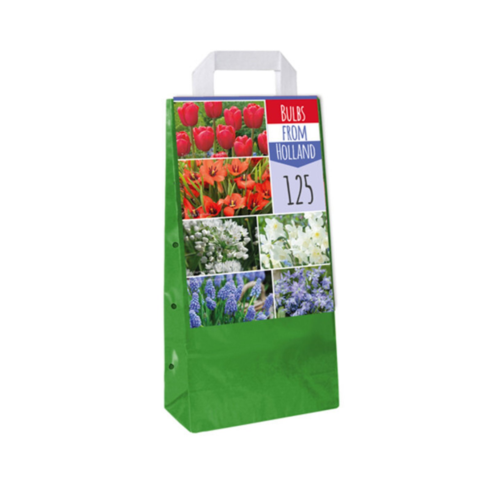 Bulbs from Holland - 125 cebulek