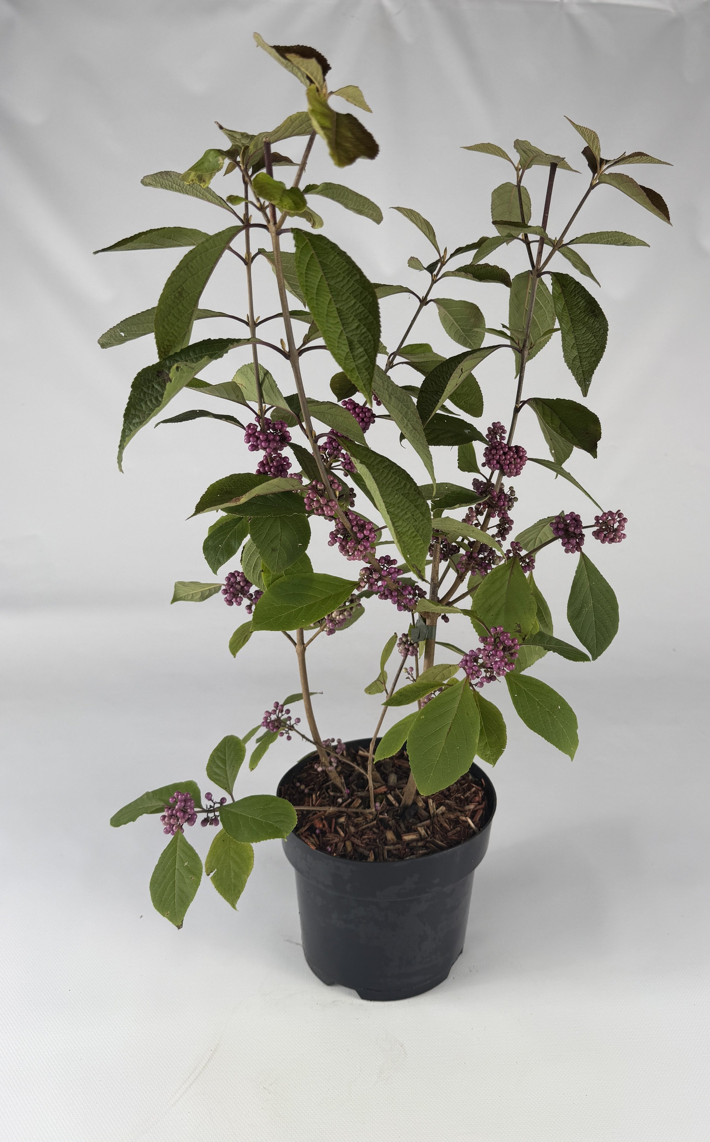 Callicarpa Profusion – obfite fioletowe owoce jesienią | Plantoris