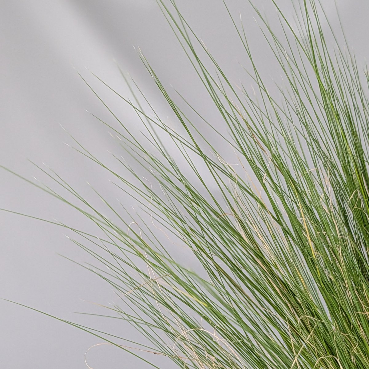 Stipa – delikatna trawa ozdobna | Plantoris