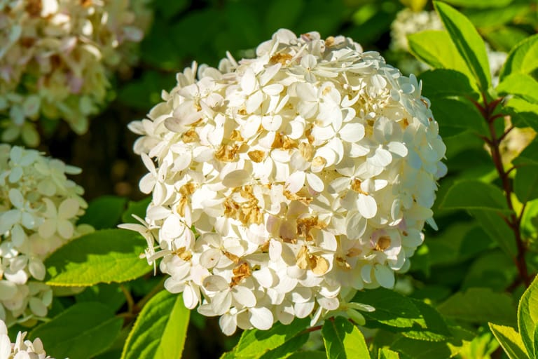hortensja bukietowa
