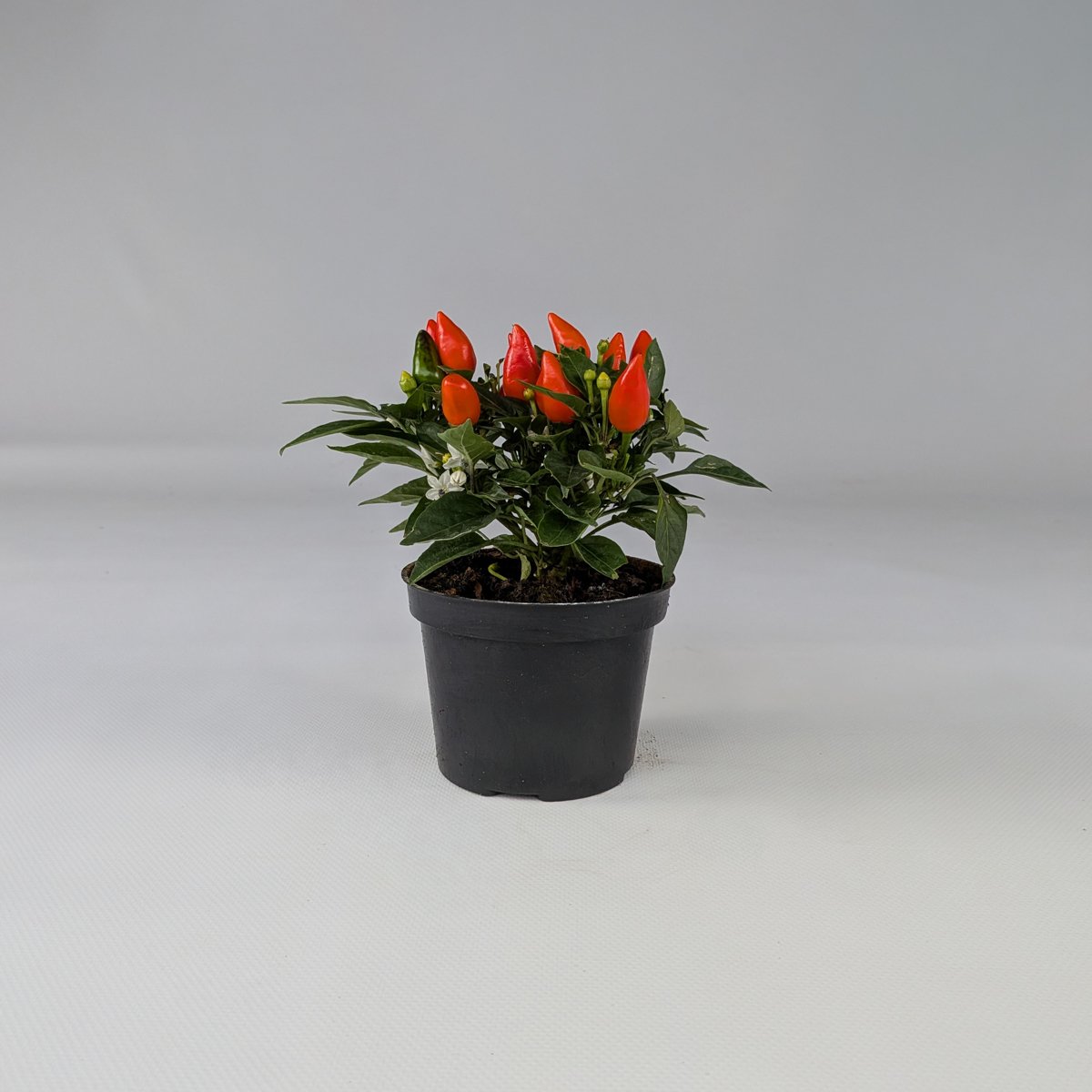 Papryka ozdobna mix kolorów – roślina balkonowa | Plantoris