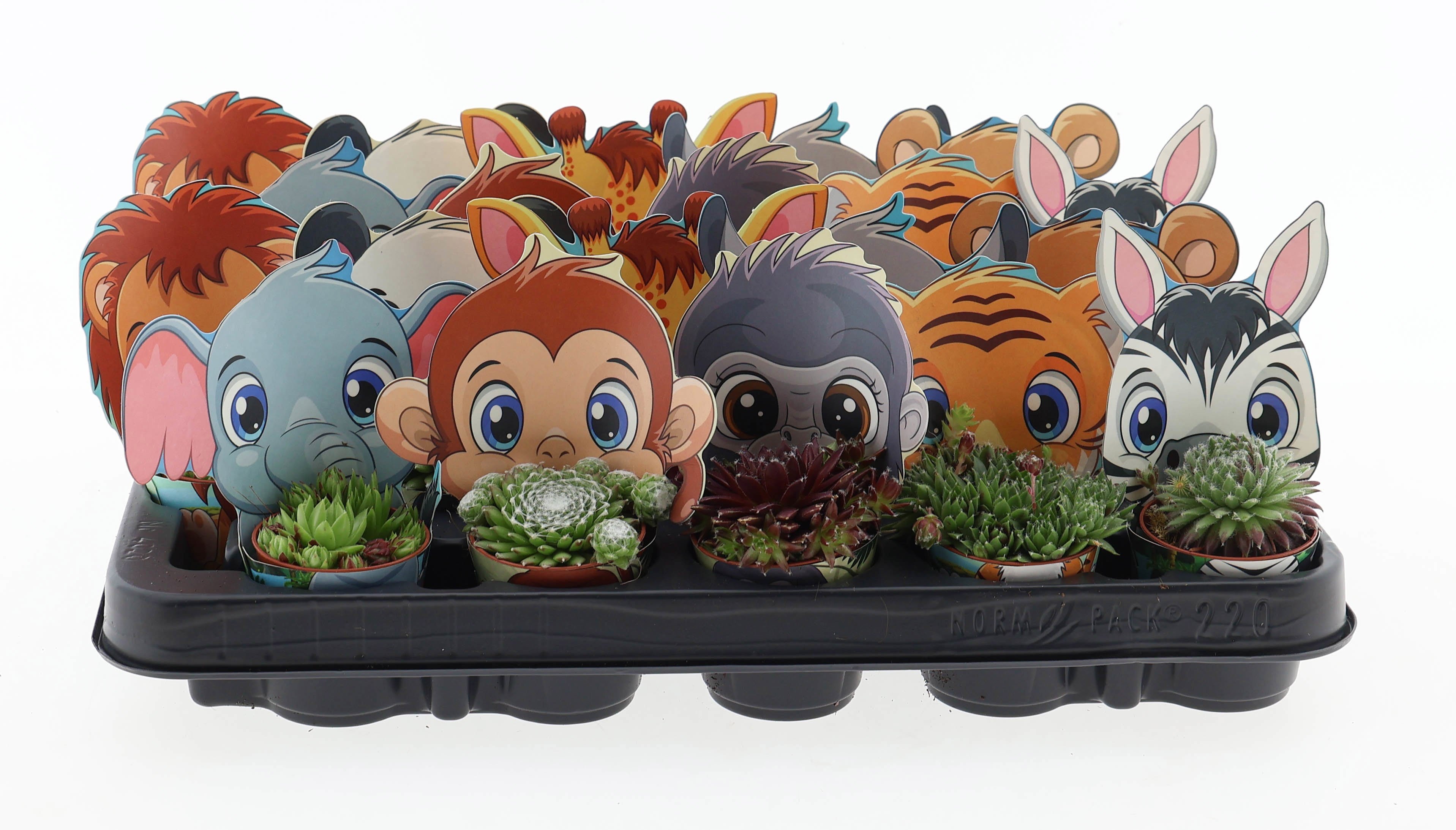 Rojnik w doniczce ZOO – roślina dla dziecka | Plantoris