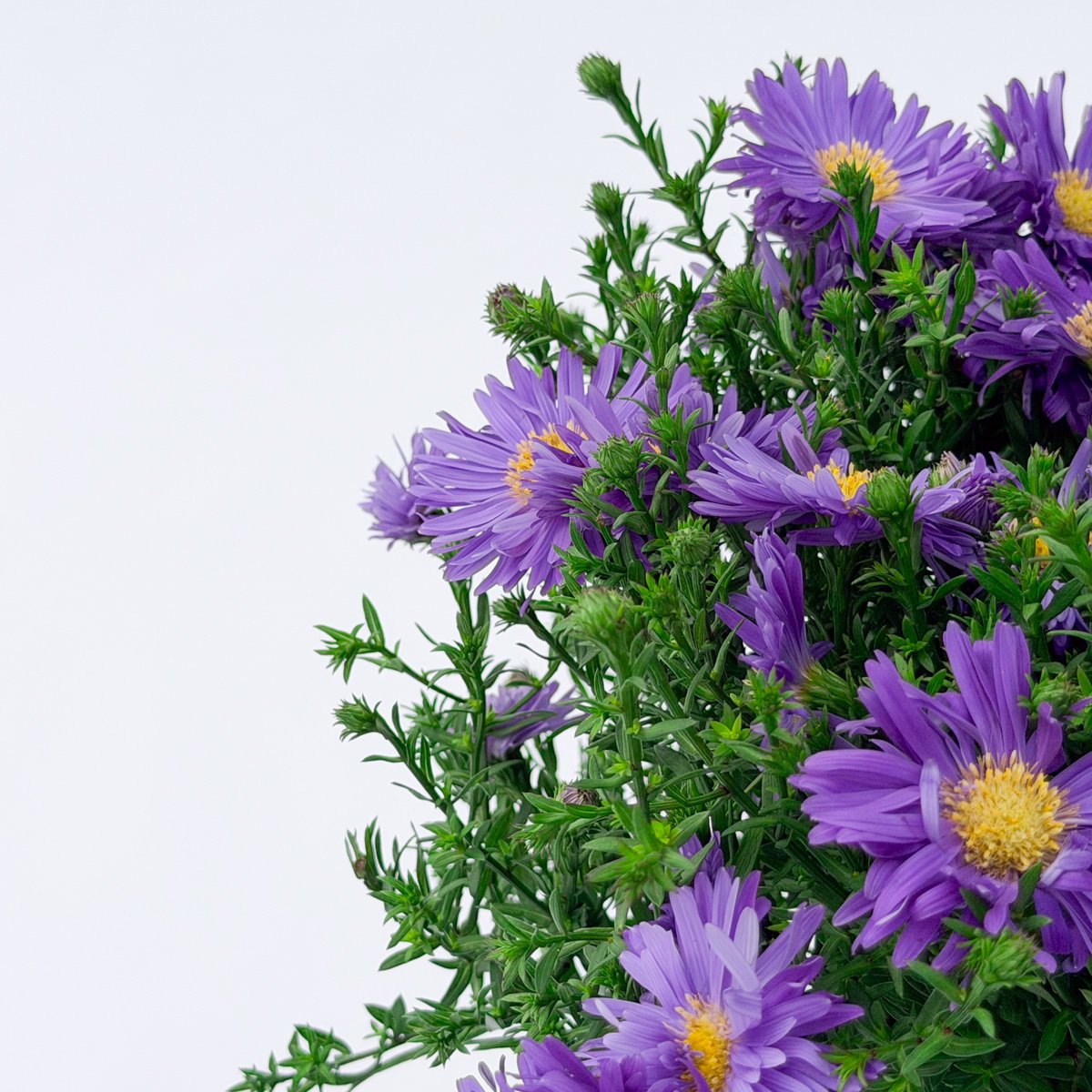 Aster ogrodowy kwitnie od sierpnia do października w gamie fioletu, różu i bieli. Roślina miododajna, mrozoodporna. Doniczka 17 cm (2 l), mix odmian.