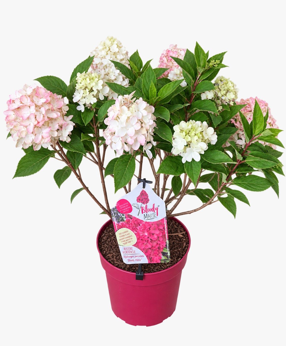 Hortensja bukietowa 'Bloody Marie'