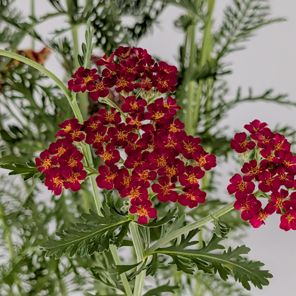 Krwawnik czerwony – bylina na łąkę kwietną | Plantoris