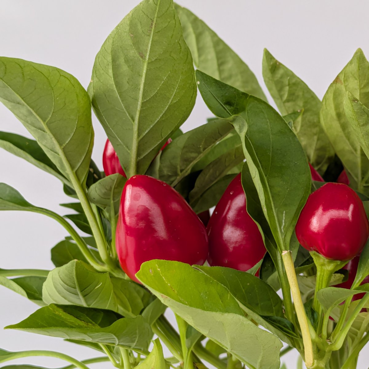Papryka ozdobna mix kolorów – roślina balkonowa | Plantoris