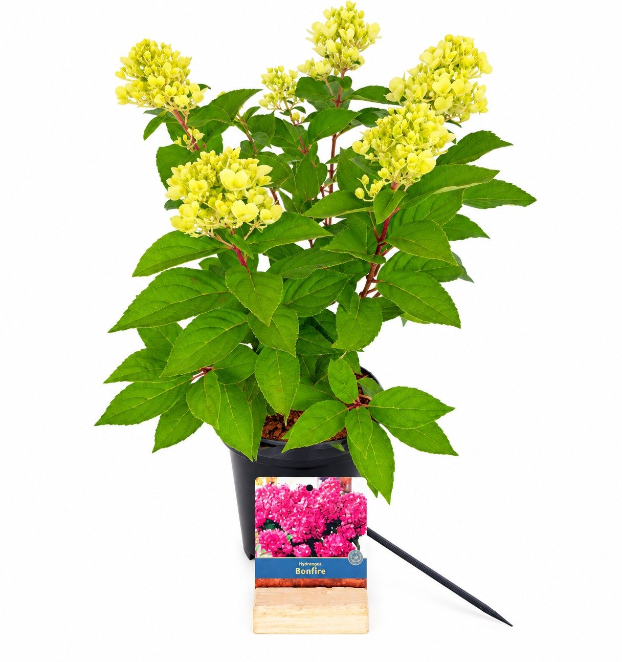 Hortensja bukietowa 'Bonfire'