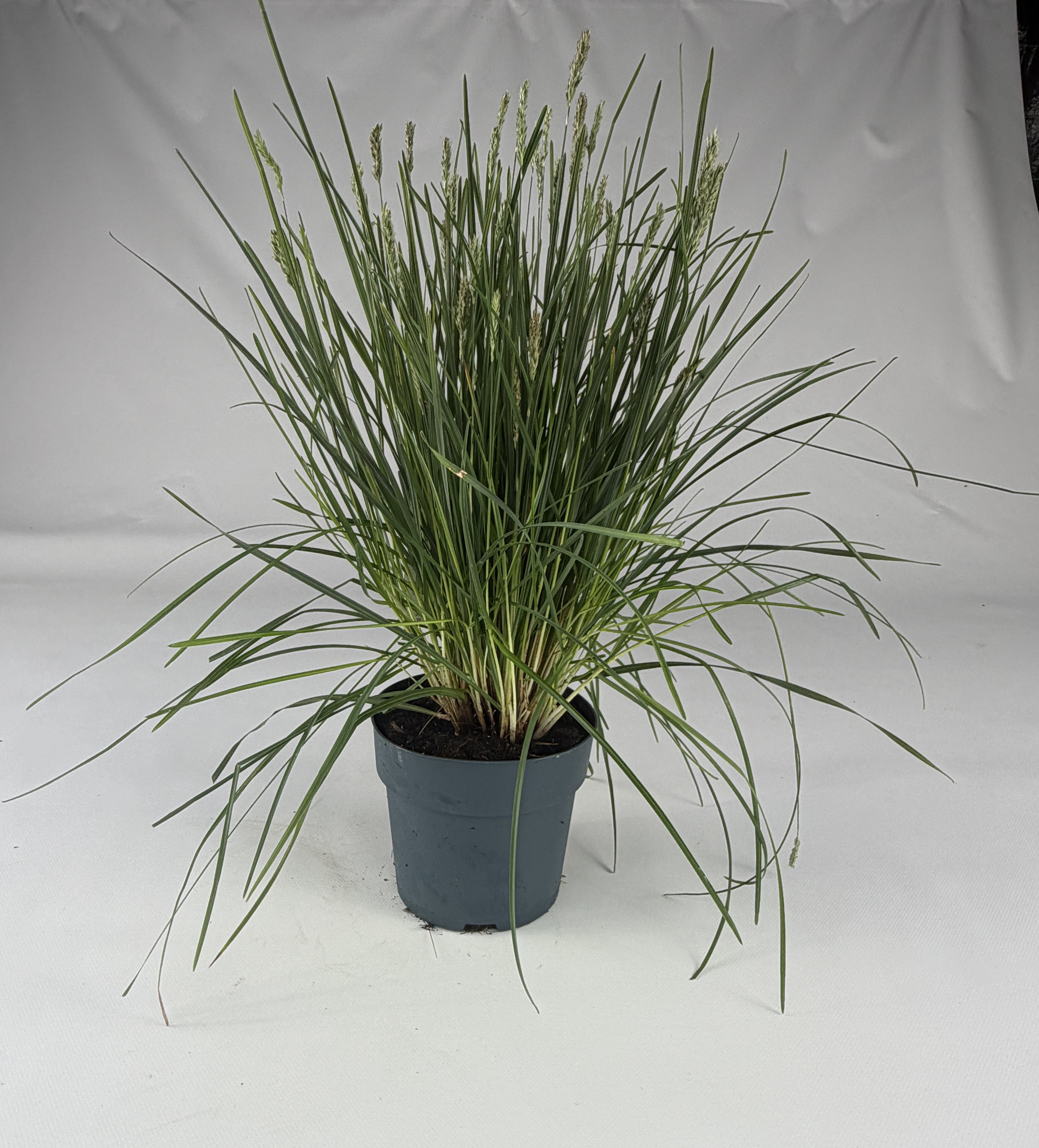 Sesleria autumnalis – jasnozielona trawa ozdobna | Plantoris