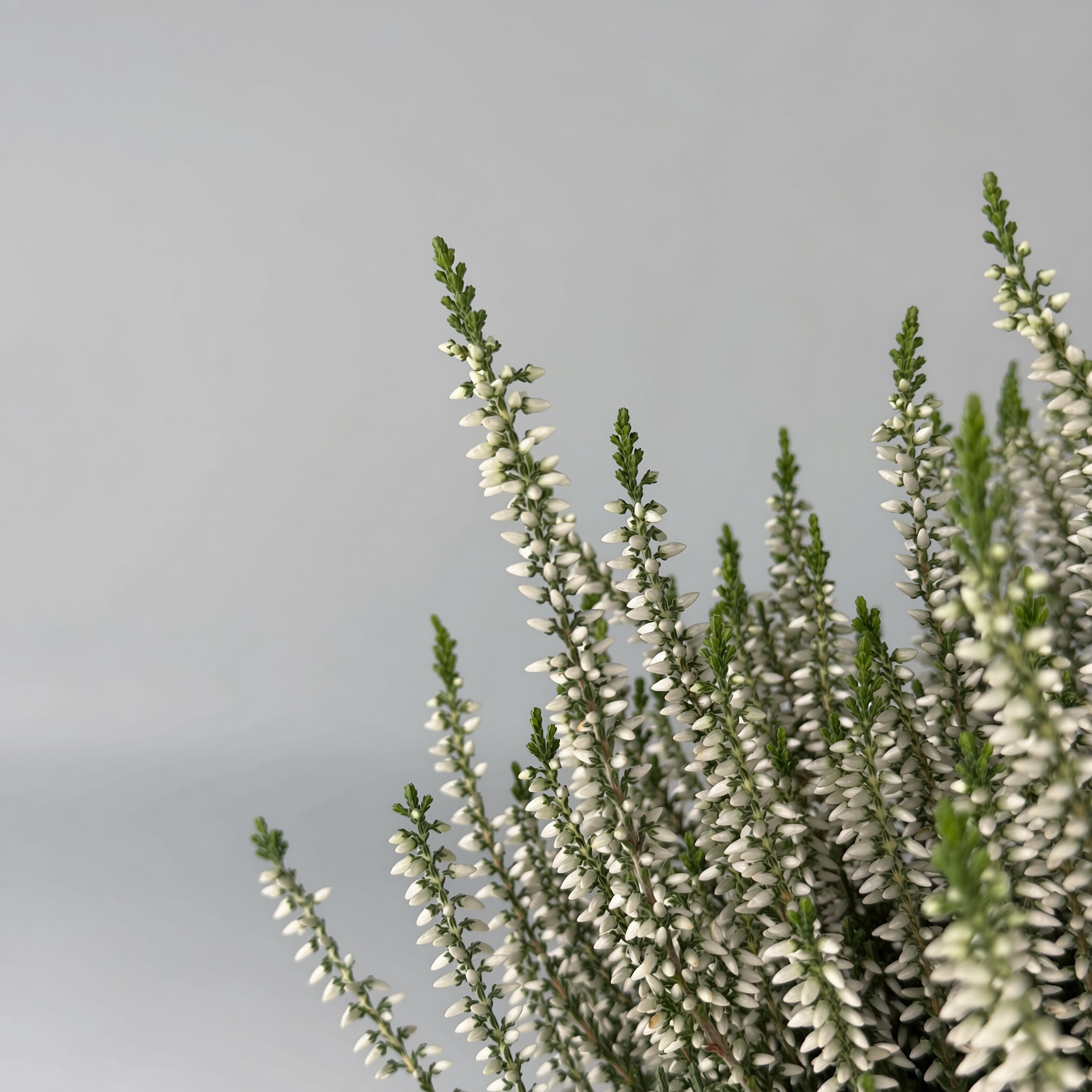 Wrzos Coco (wysoki, biały) – roślina jesienna | Plantoris