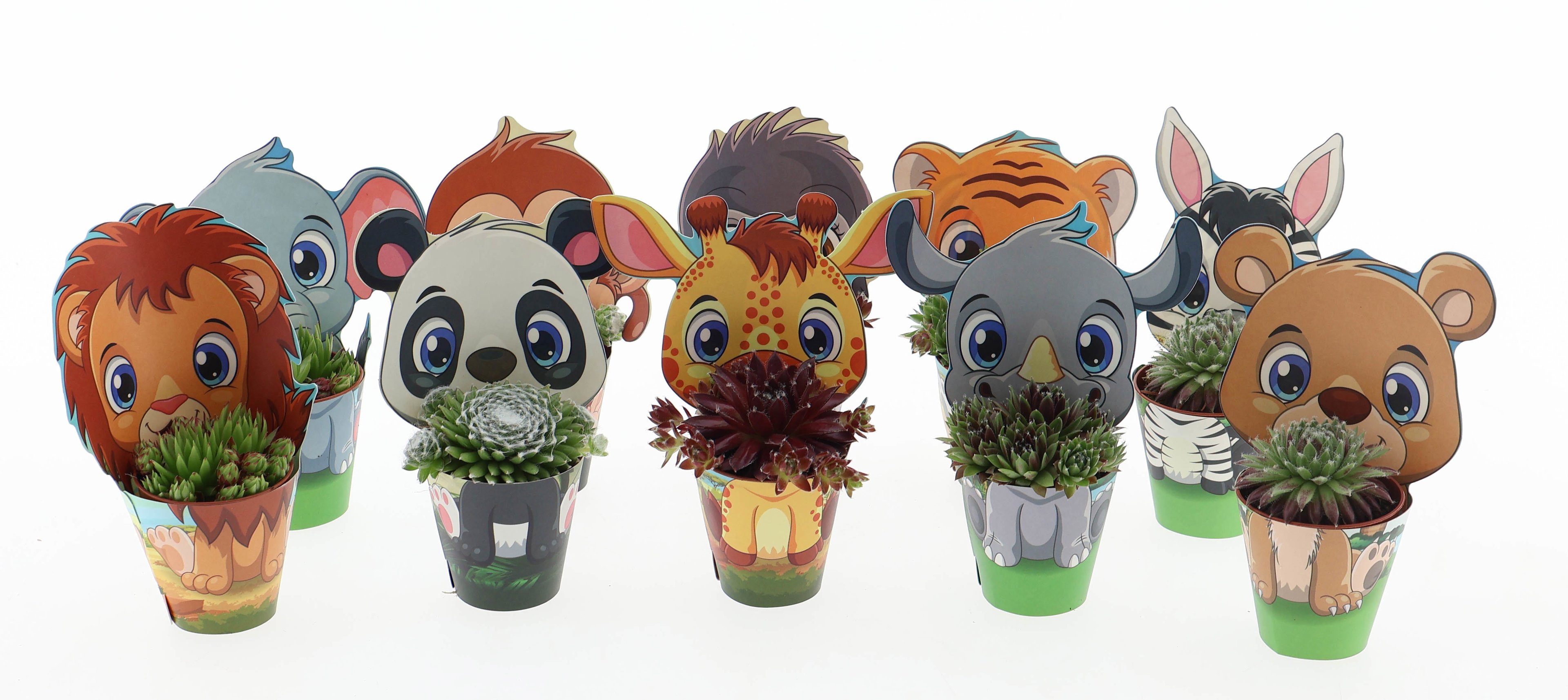 Rojnik w doniczce ZOO – roślina dla dziecka | Plantoris