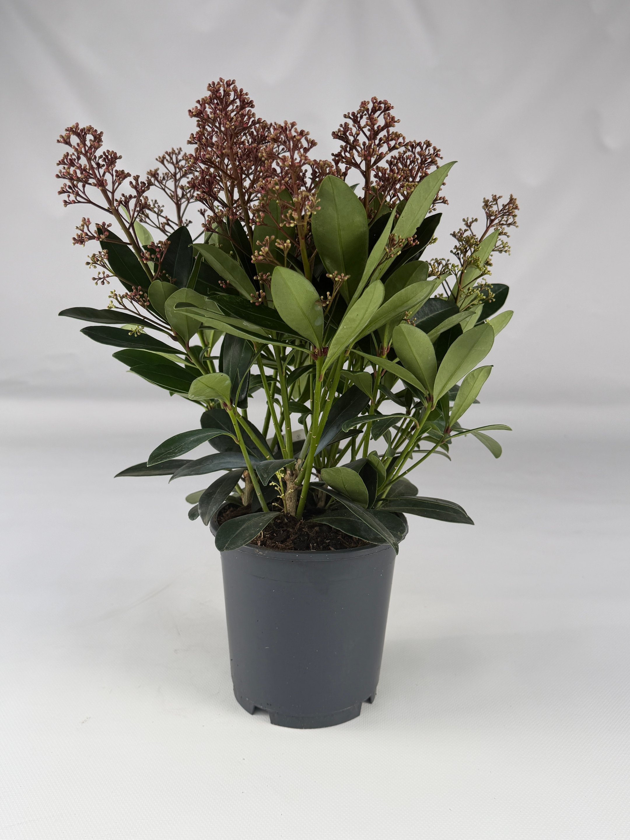 Skimmia japońska Rubella – czerwone pąki, zimozielona | Plantoris