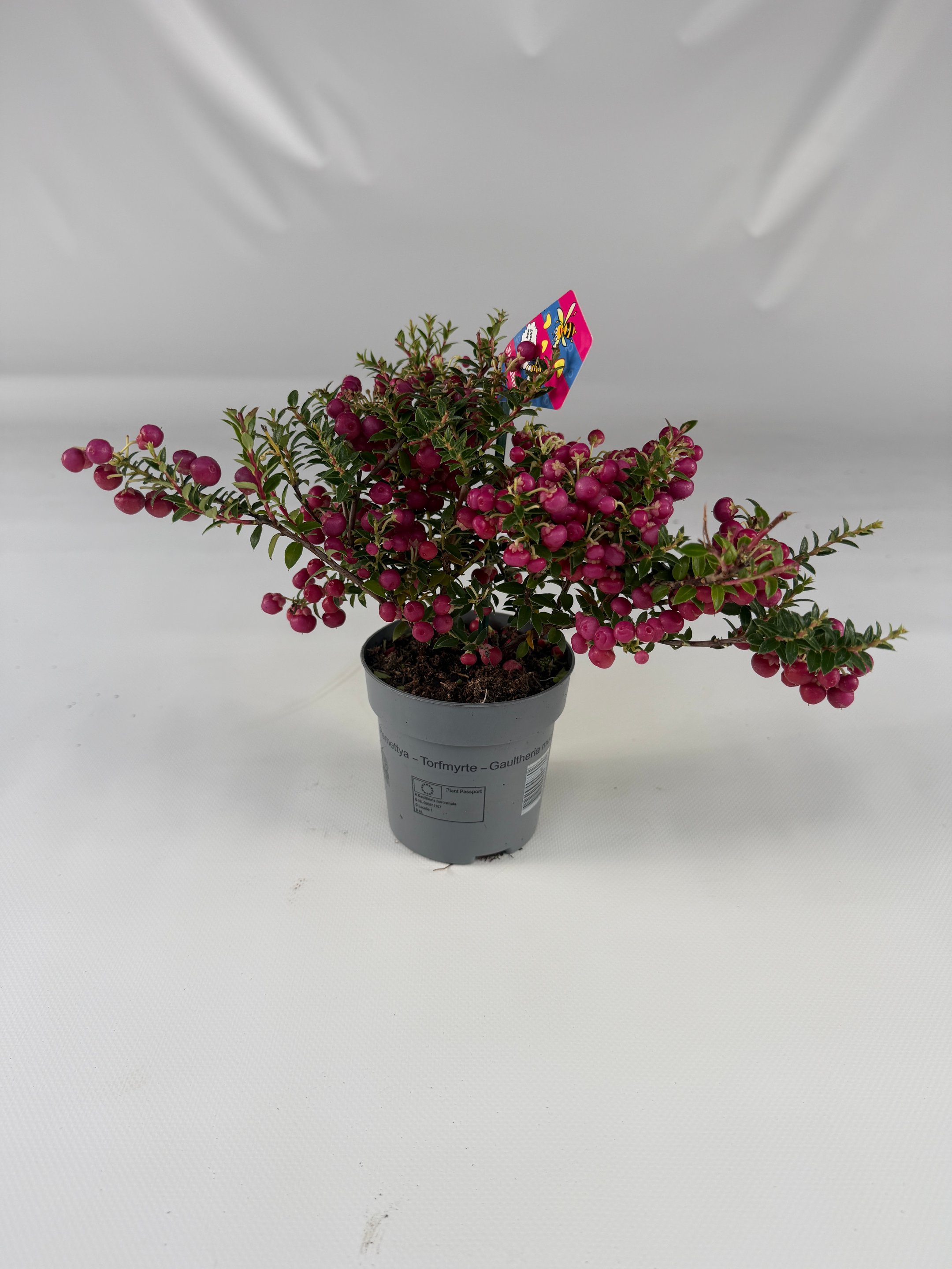 Pernettya (Gaultheria mucronata) – kolorowe jagody na zimę | Plantoris