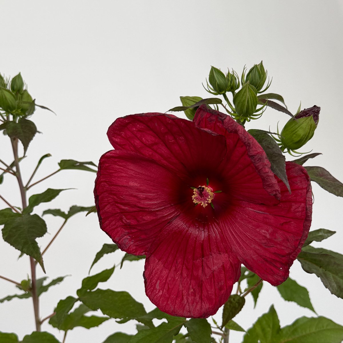 Hibiskus błotny czerwony – bylina z ogromnymi kwiatami