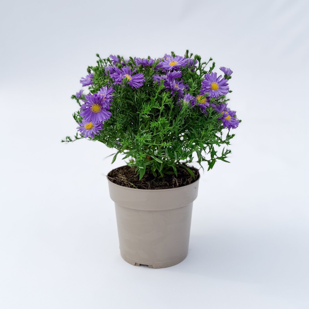 Aster ogrodowy kwitnie od sierpnia do października w gamie fioletu, różu i bieli. Roślina miododajna, mrozoodporna. Doniczka 17 cm (2 l), mix odmian.