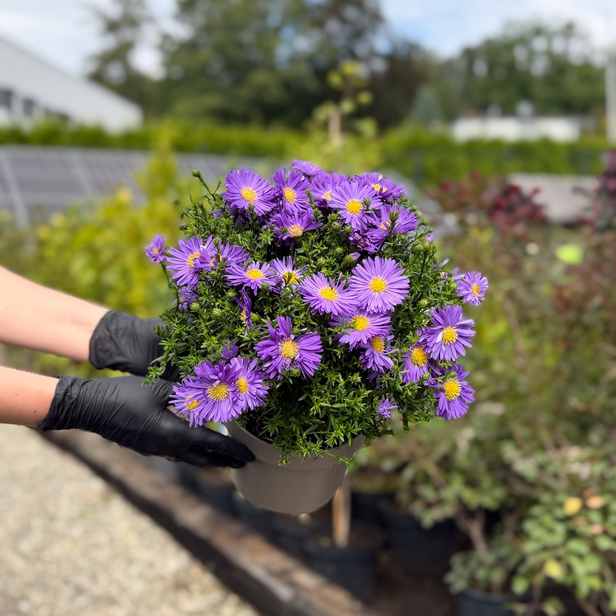 Aster ogrodowy kwitnie od sierpnia do października w gamie fioletu, różu i bieli. Roślina miododajna, mrozoodporna. Doniczka 17 cm (2 l), mix odmian.
