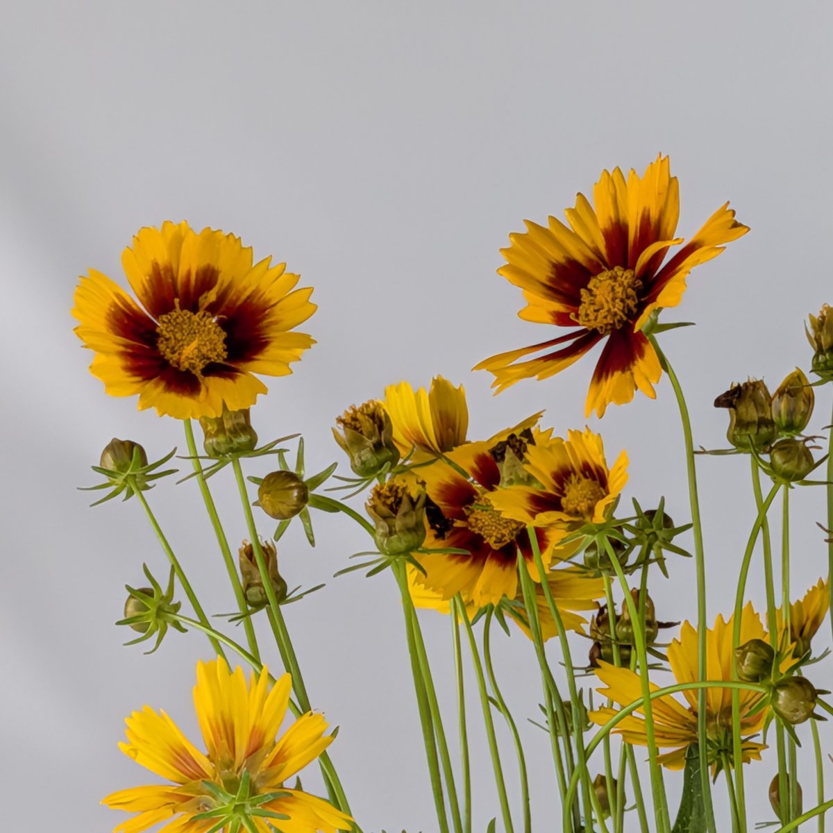 Nachyłek Gold Bronze – złota bylina letnia | Plantoris