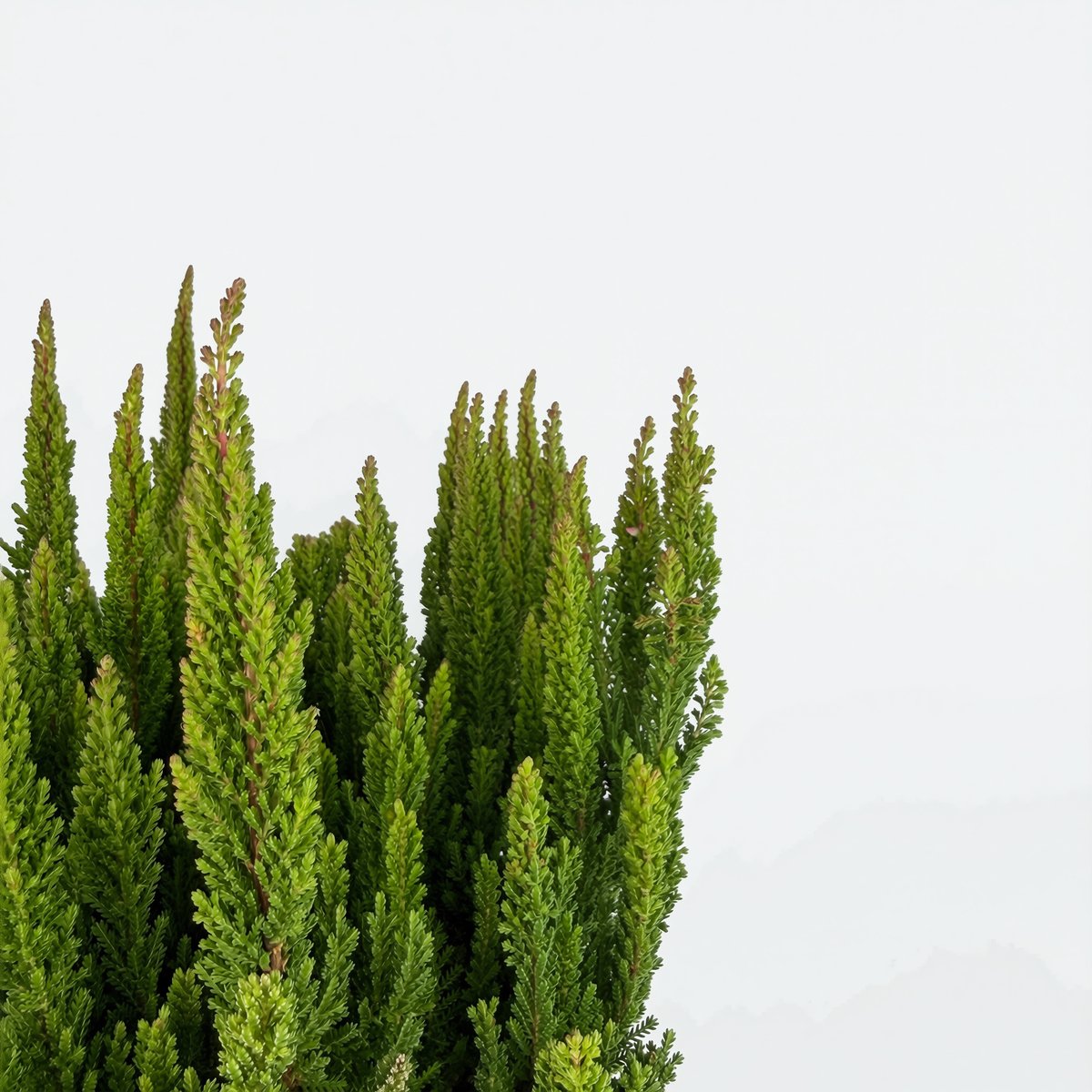 Wrzos Skyline Dallas (zielony) – roślina jesienna | Plantoris