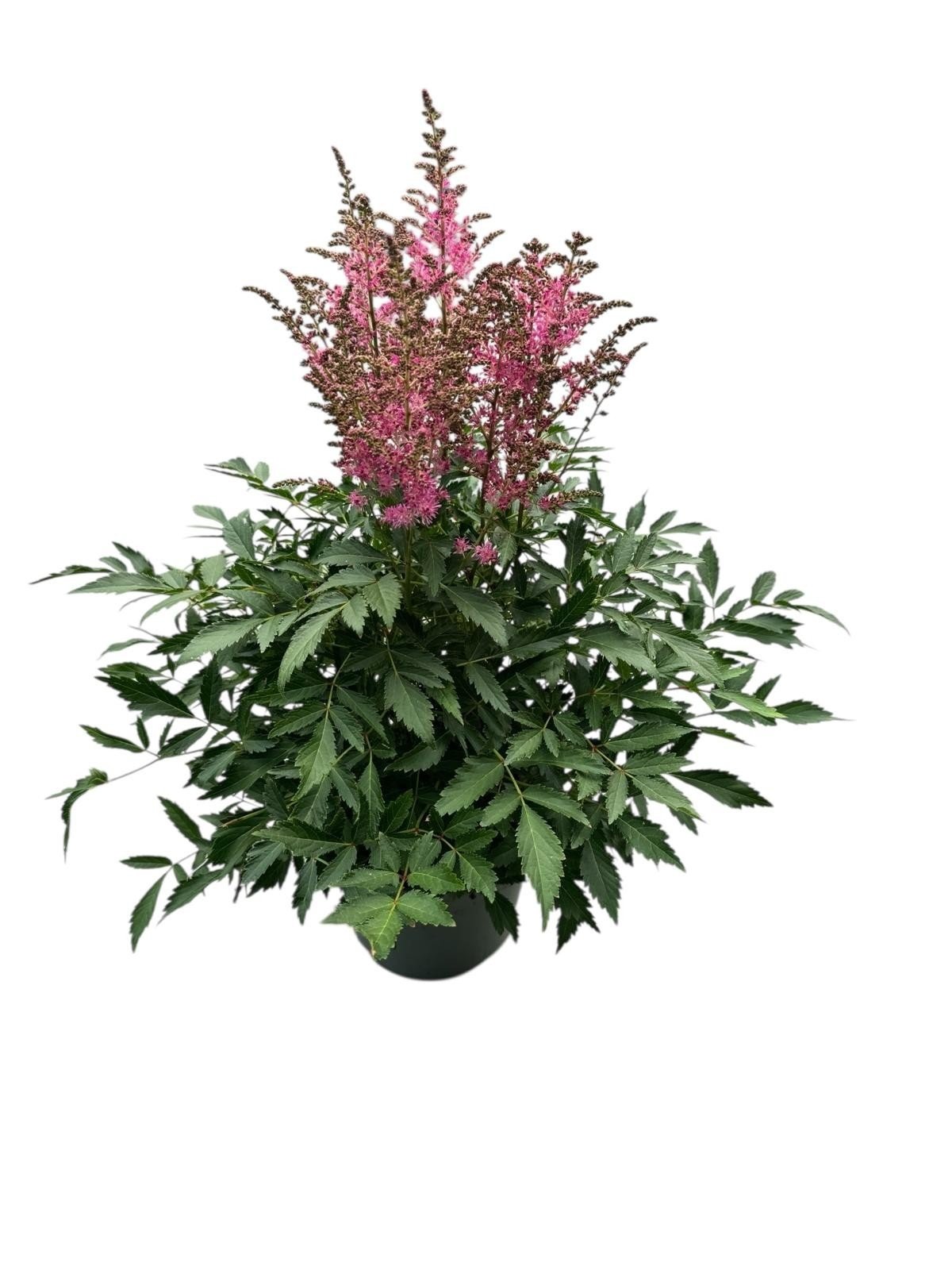 Astilbe Younique Lilac – liliowe kwiatostany w cieniu i półcieniu.