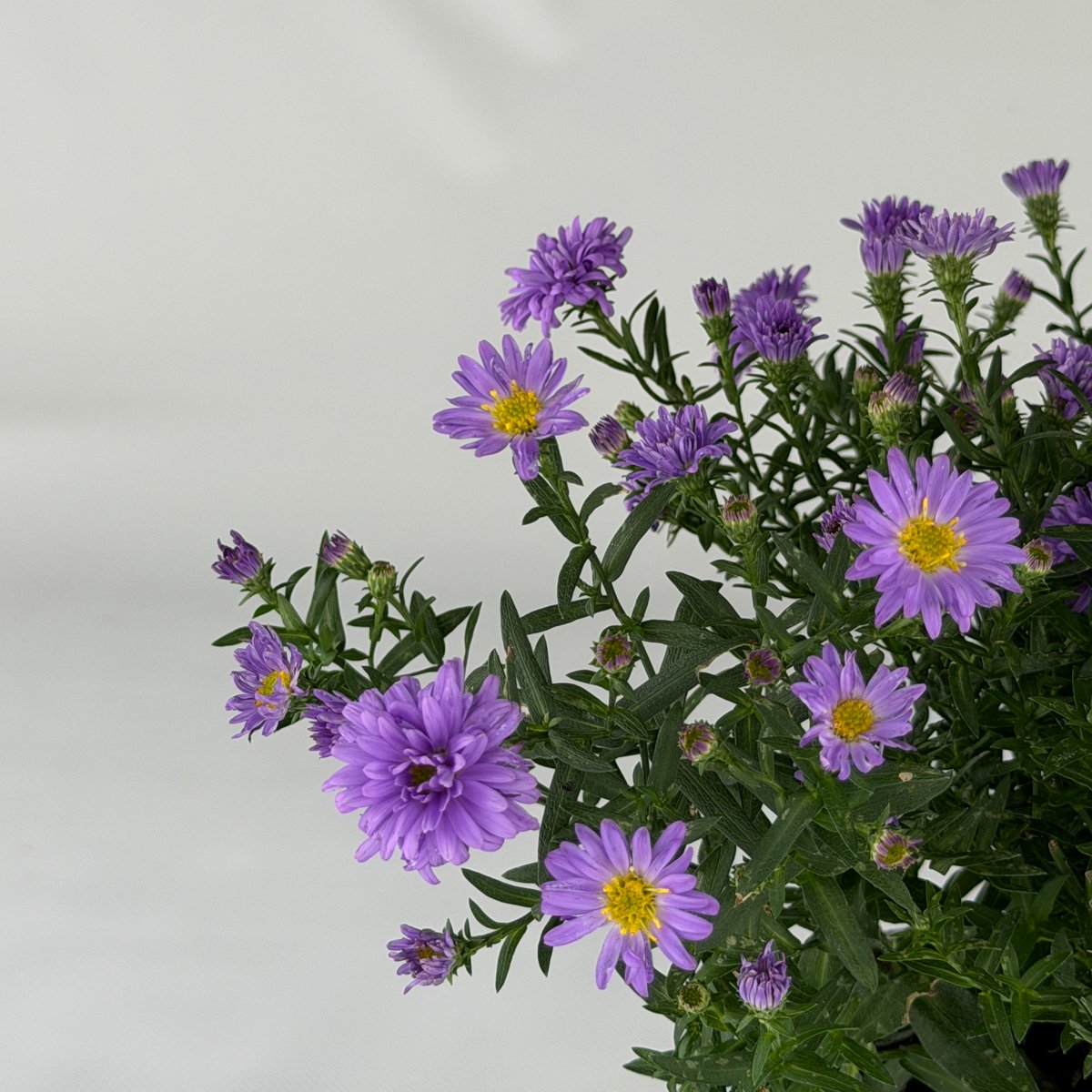 Aster nowobelgijski niebieski – bylina jesienna