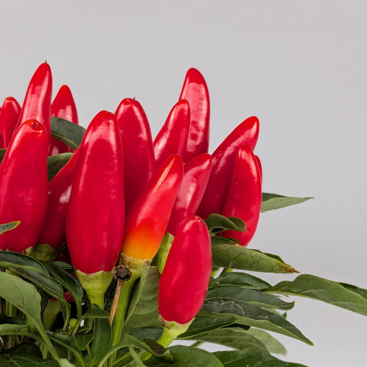 Papryka ozdobna mix kolorów – roślina balkonowa | Plantoris