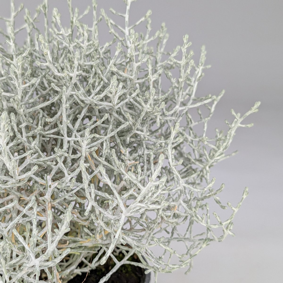 Calocephalus – srebrny akcent do donicy | Plantoris