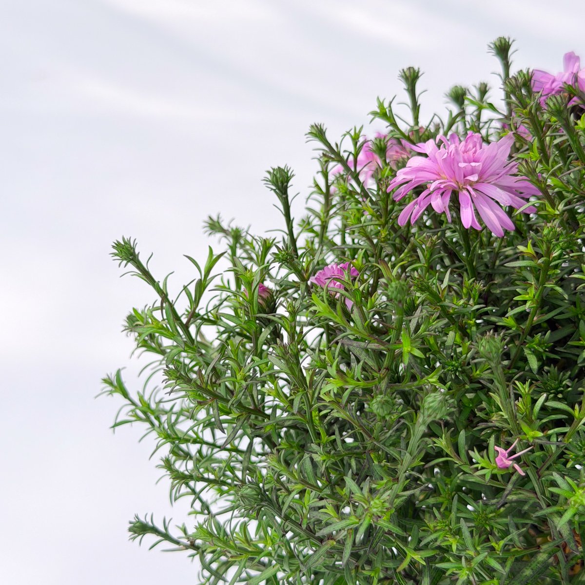 Aster ogrodowy kwitnie od sierpnia do października w gamie fioletu, różu i bieli. Roślina miododajna, mrozoodporna. Doniczka 17 cm (2 l), mix odmian.