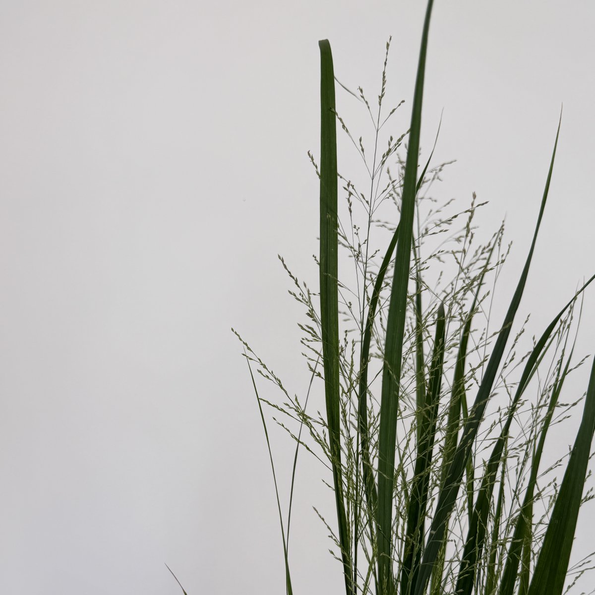 Proso Northwind – trawa ozdobna do ogrodu | Plantoris