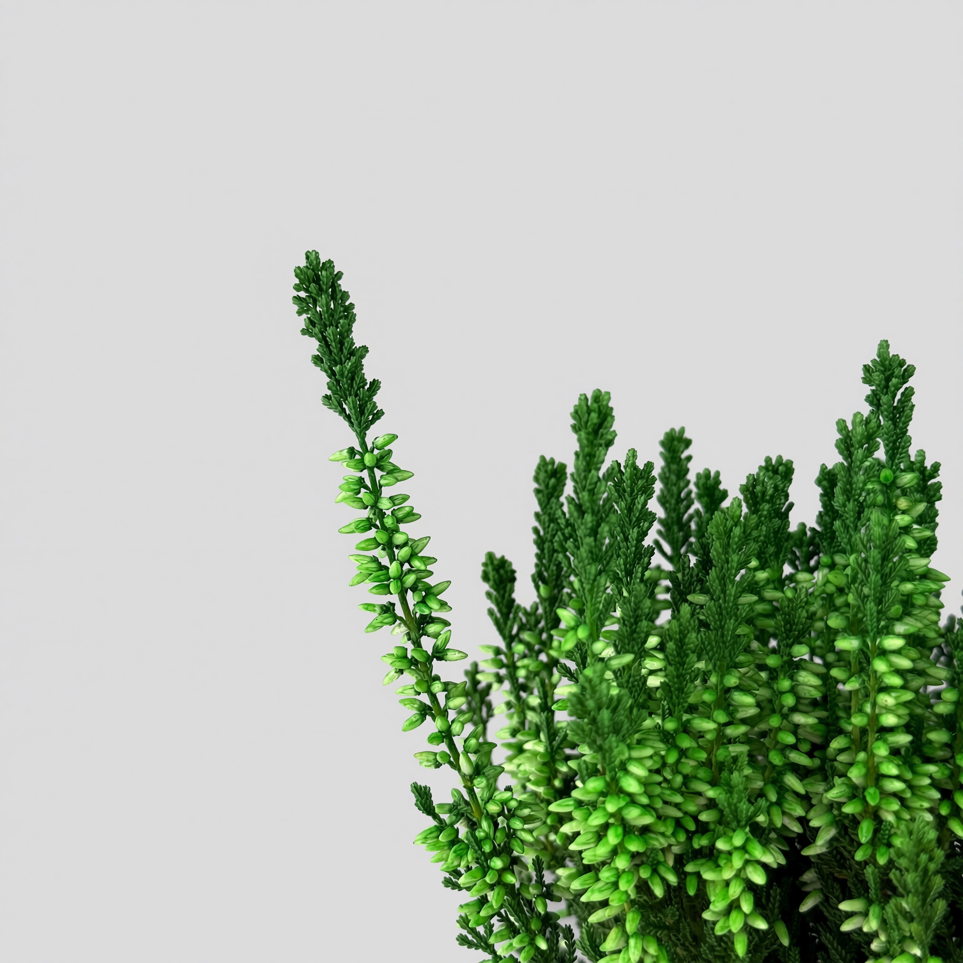 Wrzos barwiony zielony – nietypowy kolor na jesień | Plantoris