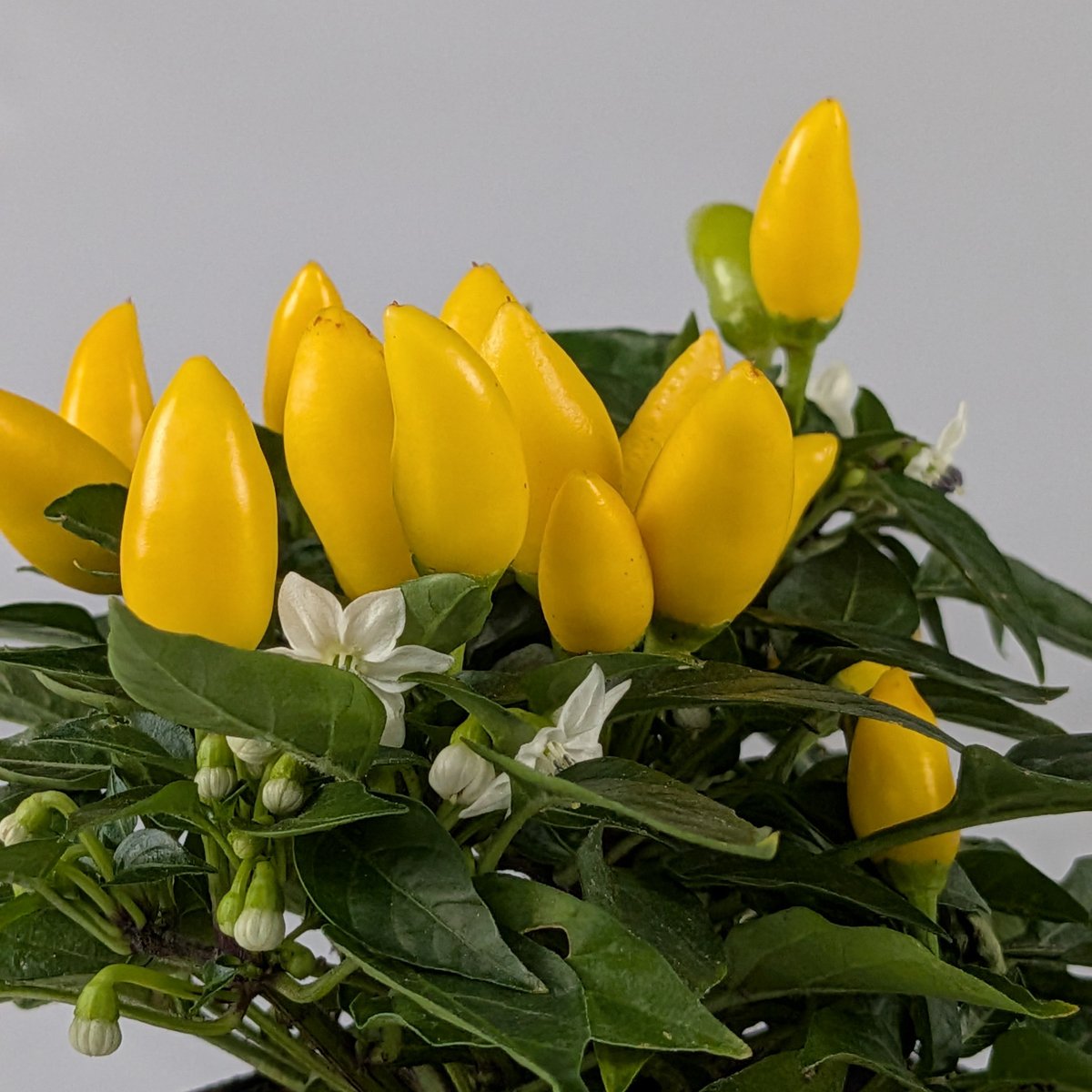 Papryka ozdobna mix kolorów – roślina balkonowa | Plantoris
