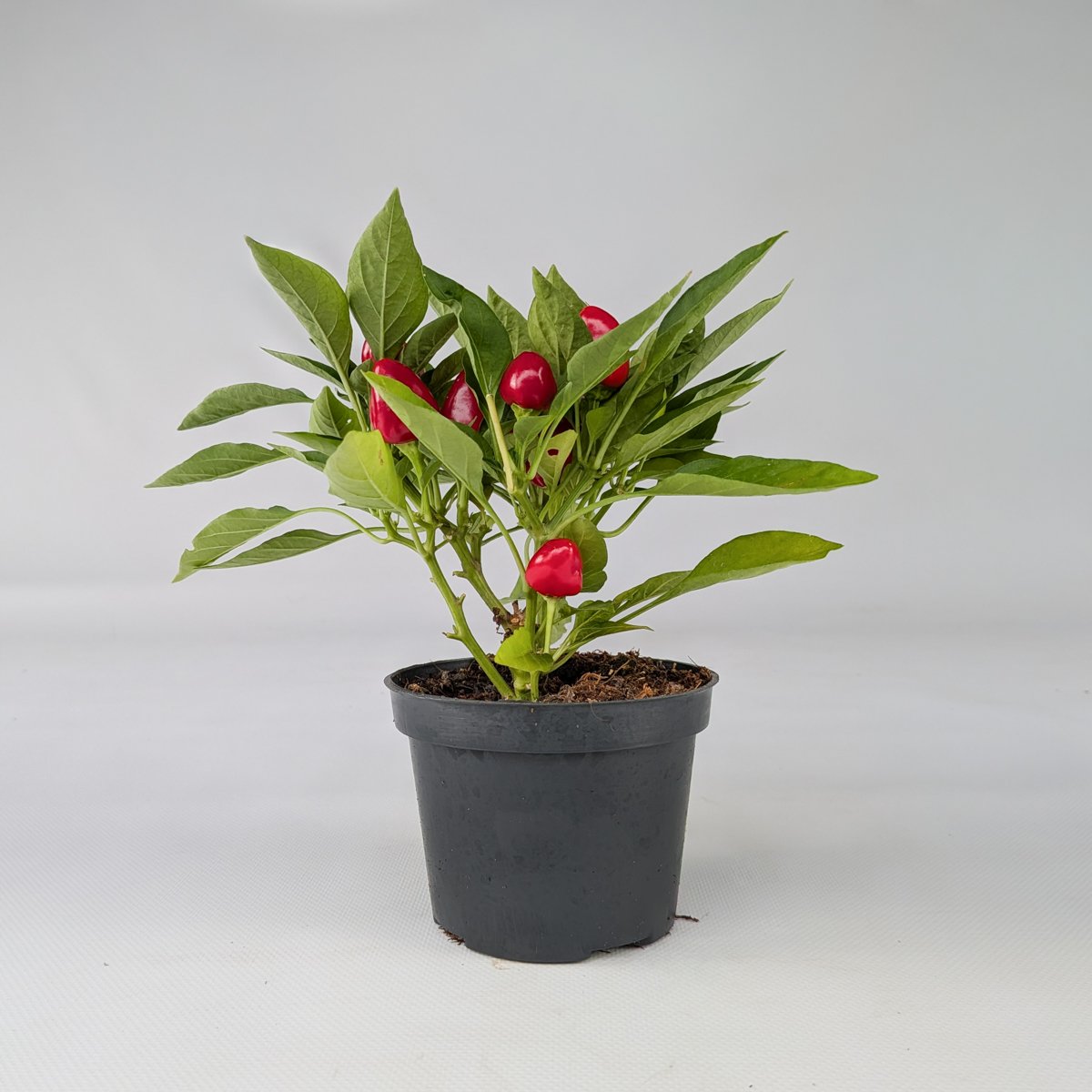 Papryka ozdobna mix kolorów – roślina balkonowa | Plantoris