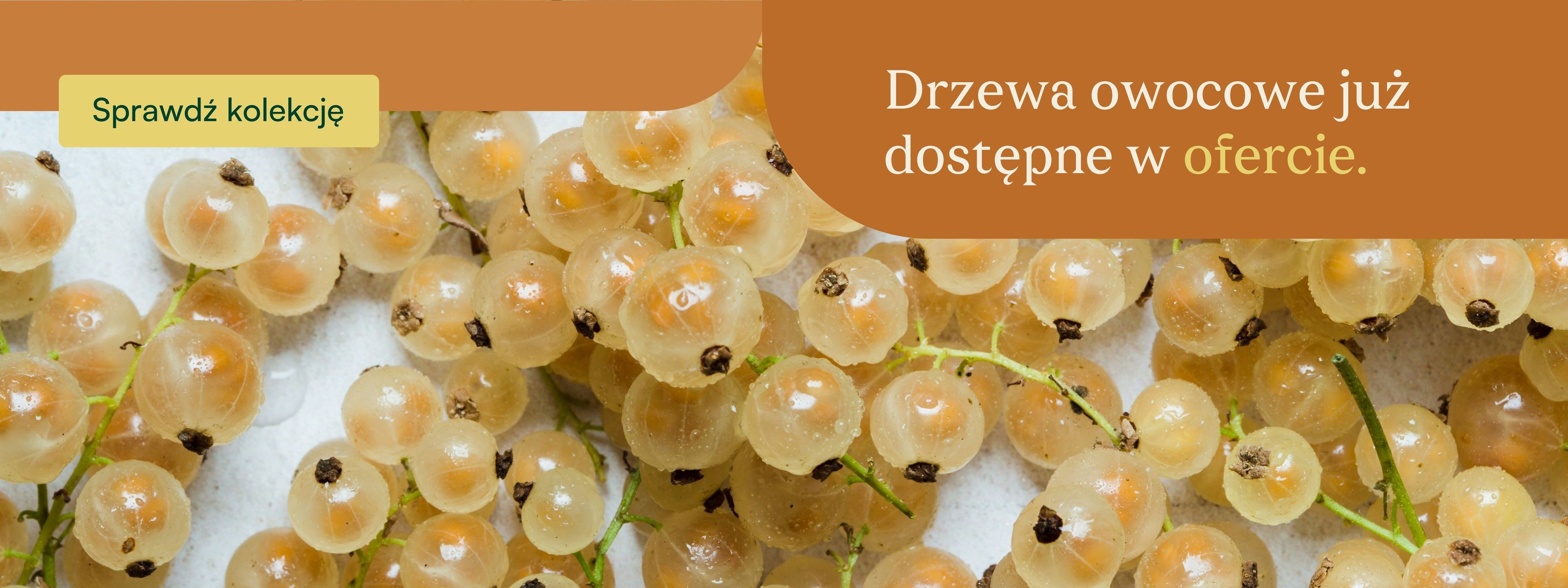 Oferta drzewek owocowych z gołym korzeniem
