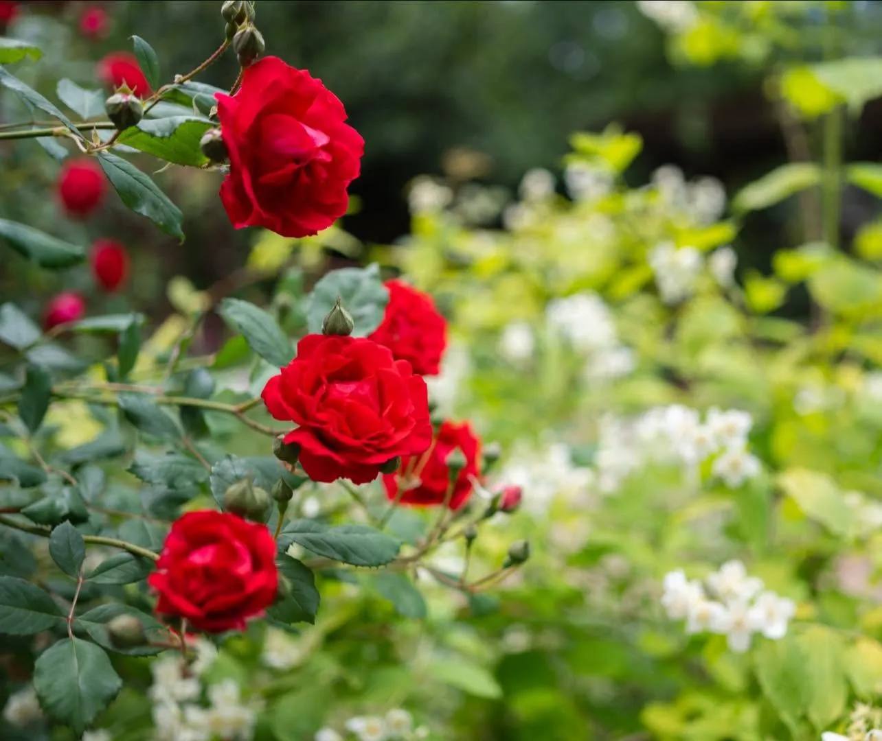 Red roses in bloom in the Heritage Garden