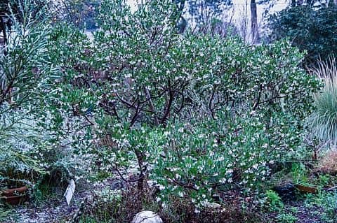 Manzanita 'Sentinel' shrub covered in small white flowers