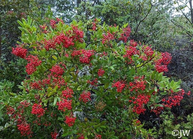 Toyon shrub heavy with bright red berries
